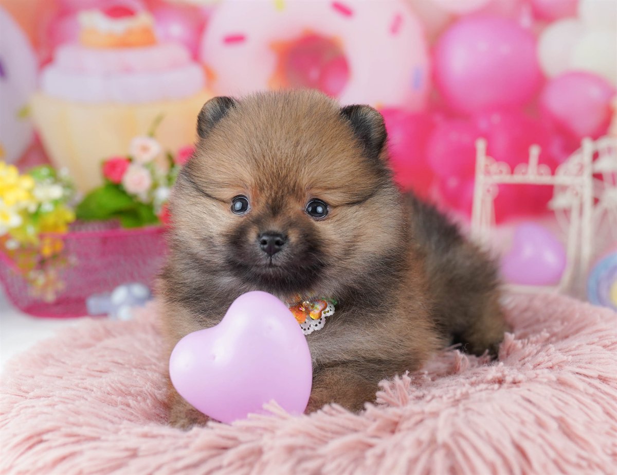 犬種登録がありません | 女の子 | オレンジ | 2026年3月29日（ID:dog-10007827）