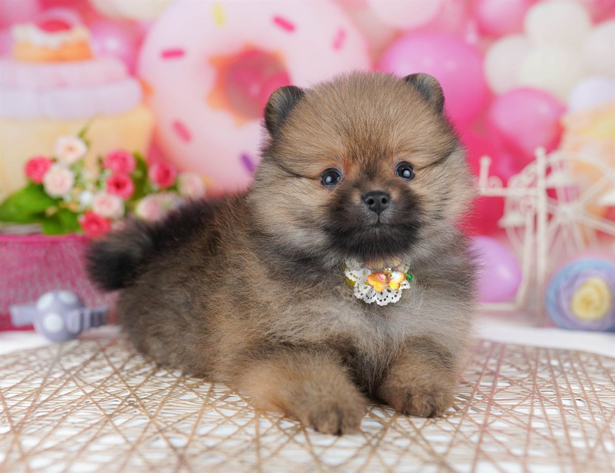 犬種登録がありません | 女の子 | オレンジ | 2026年3月29日（ID:dog-10007827）