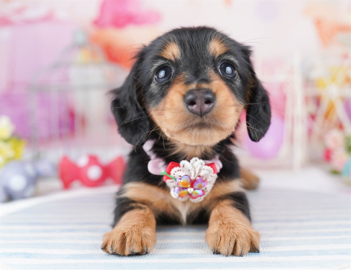 ミニチュア・ダックスフンド(ロング) | 女の子 | ブラック&タン | 2026年3月31日(ID:dog-10007843)