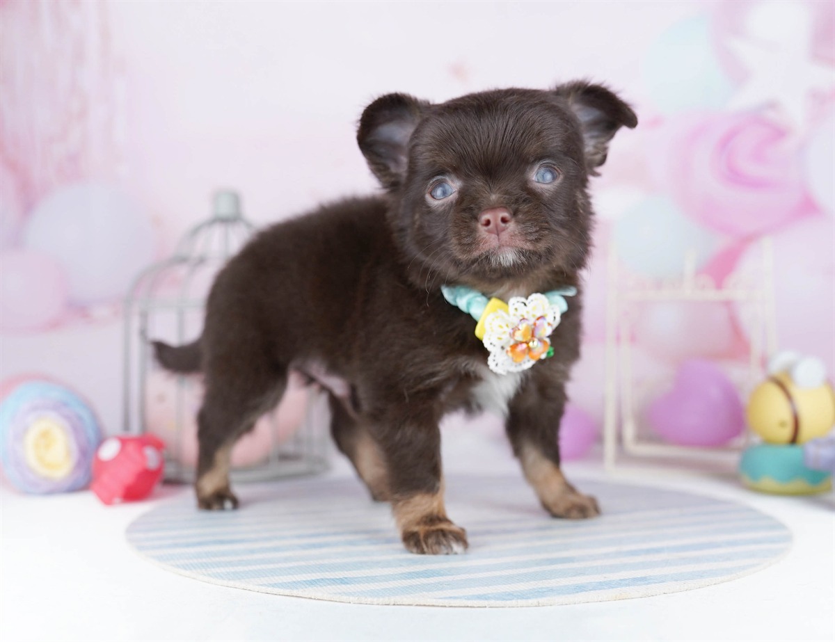 チワワ(ロング) | 男の子 | チョコレート&タン | 2026年4月5日(ID:dog-10007867)