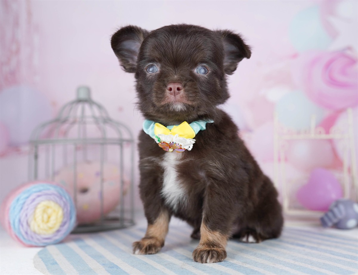 チワワ(ロング) | 男の子 | チョコレート&タン | 2026年4月5日(ID:dog-10007867)