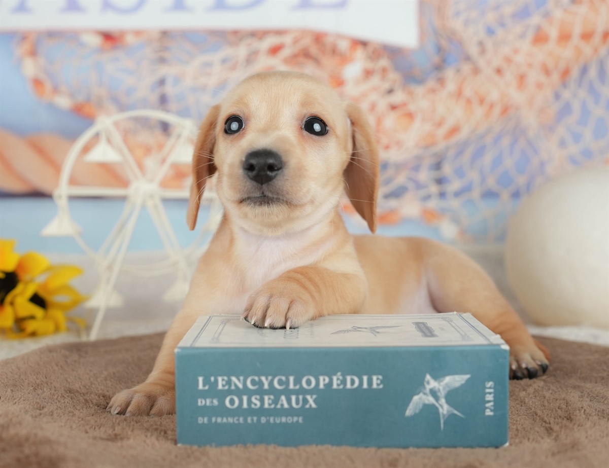 ミニチュア・ダックスフンド(スムース) | 女の子 | イエロー | 2026年3月6日(ID:dog-200015838)