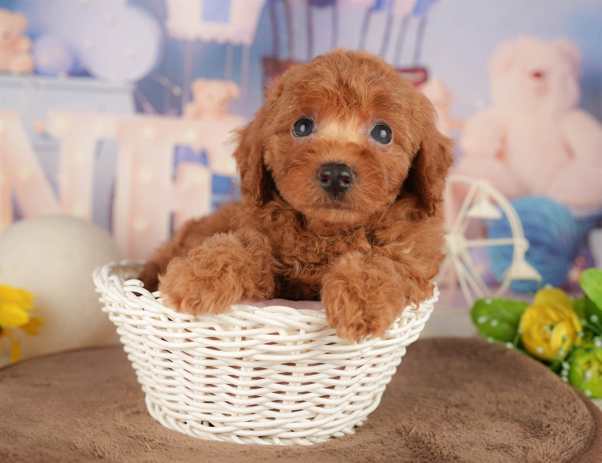 トイ・プードル | 男の子 | レッド | 2026年3月15日（ID:dog-200015986）