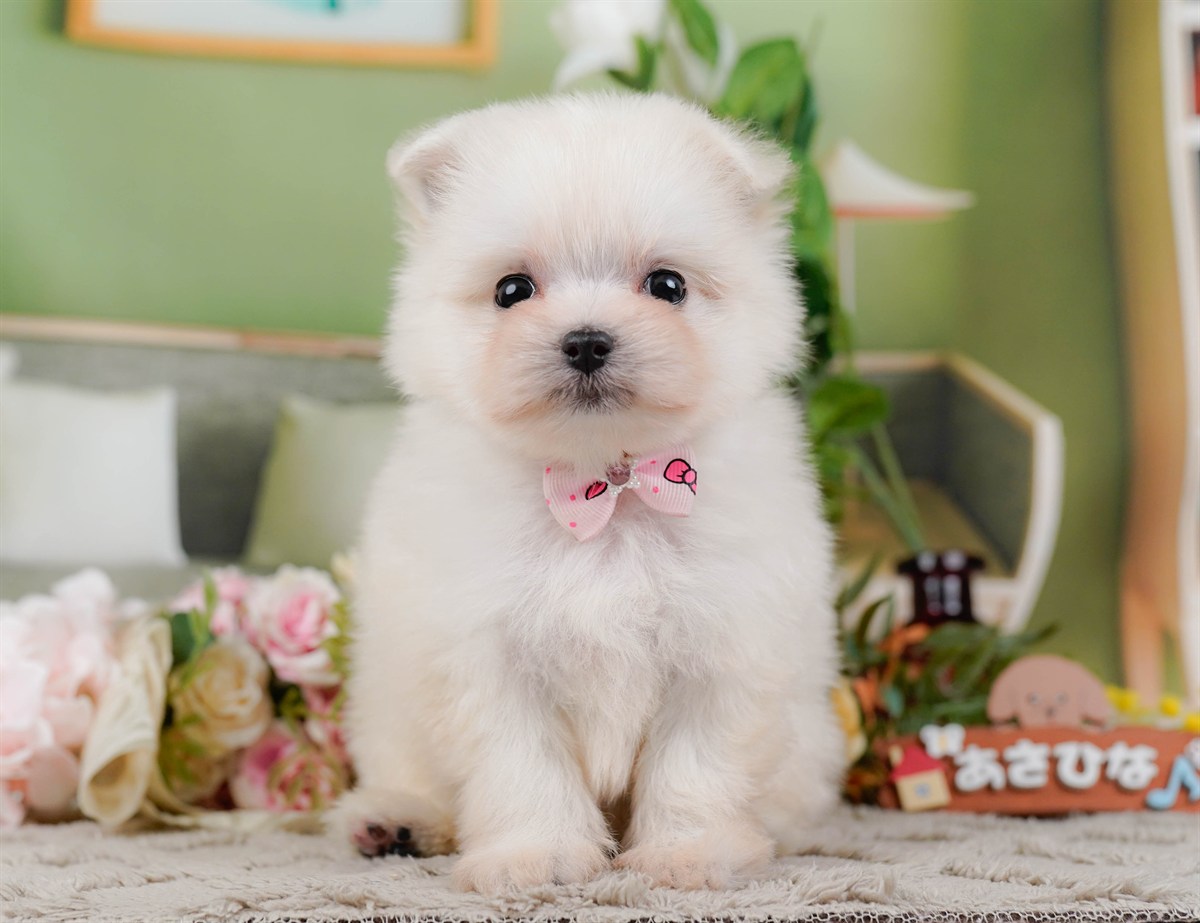 ポメマル| 子犬販売ならブリーダー直販のフローエンス
