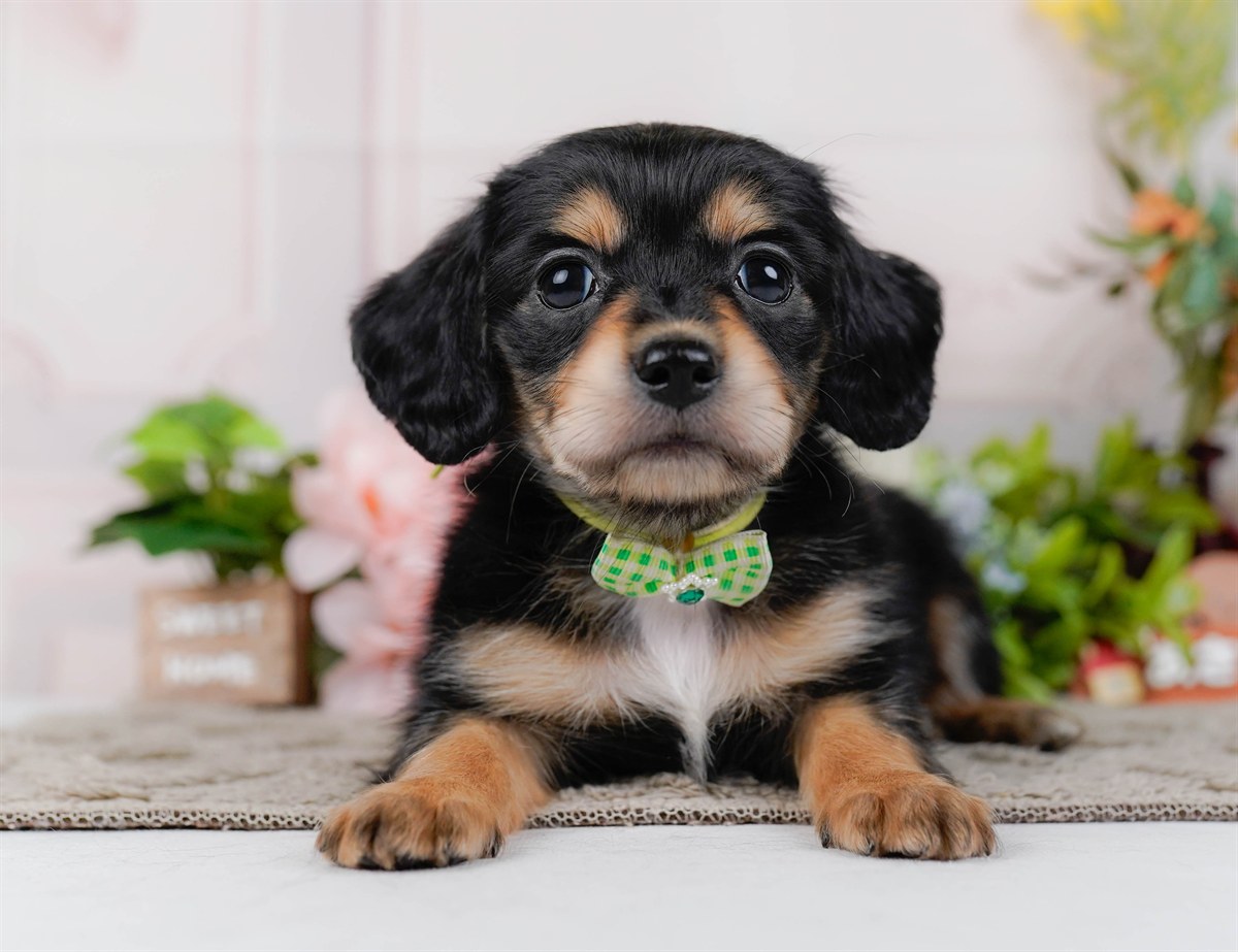 チワックス | 男の子 | ブラック＆タン | 2026年3月24日（ID:dog-200016111）