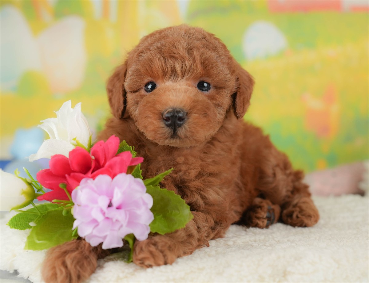 トイ・プードル | 男の子 | レッド | 2026年3月4日（ID:dog-30003124）