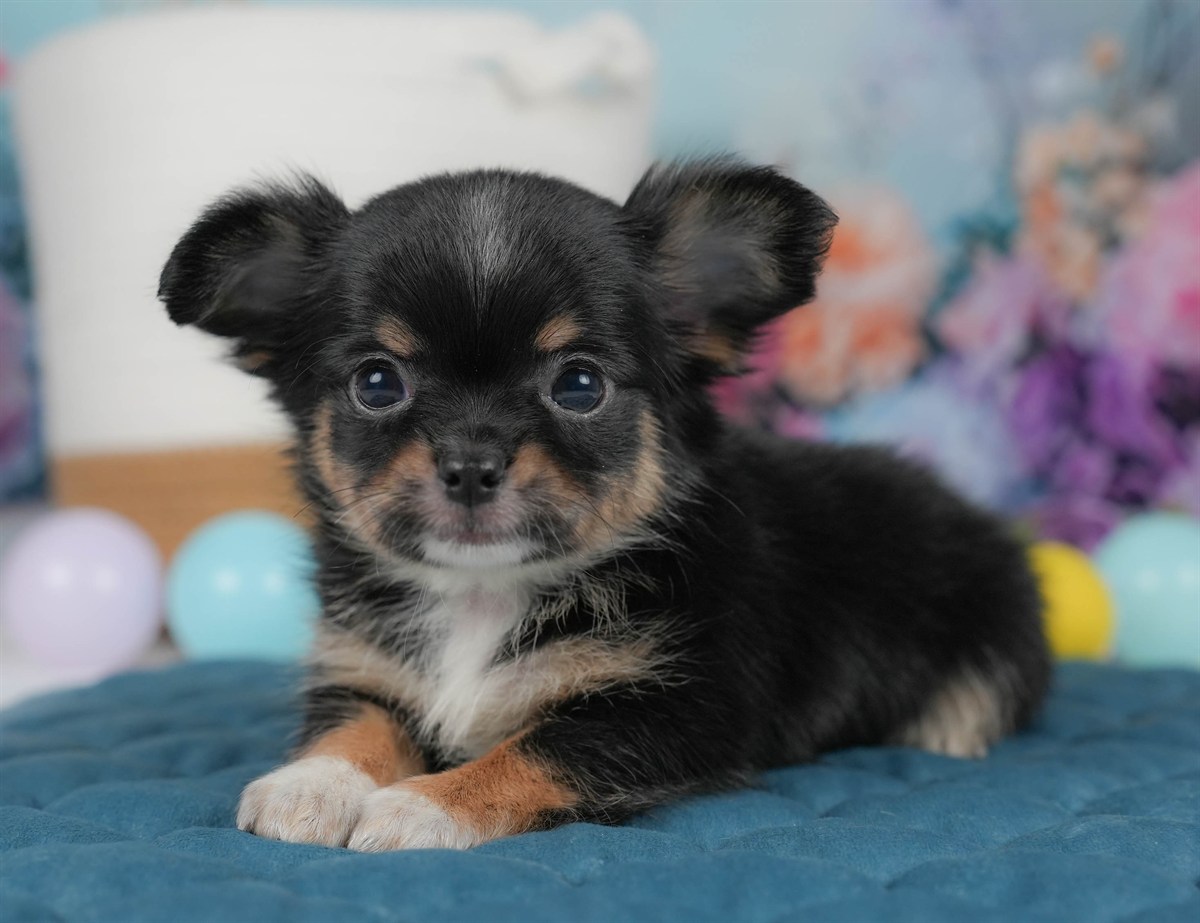 チワワ(ロング) | 男の子 | ブラックタン＆ホワイト | 2026年4月1日（ID:dog-30003254）