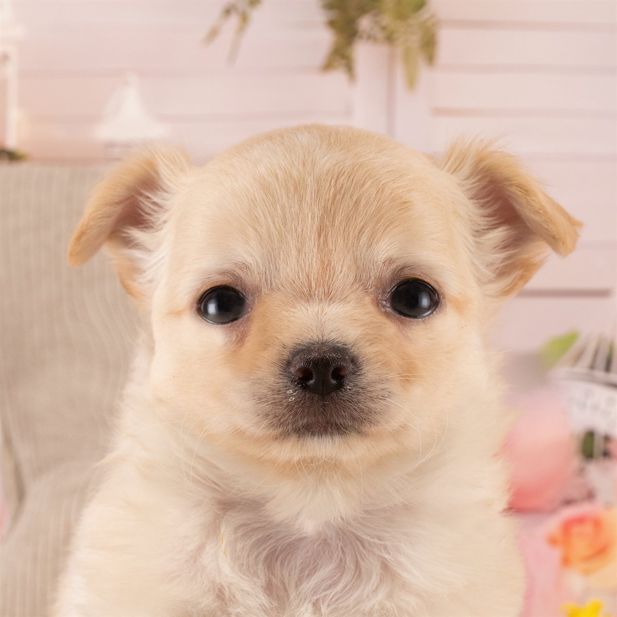 チワワ(ロング) | 男の子 | クリーム | 2026年4月1日(ID:dog-40001004)