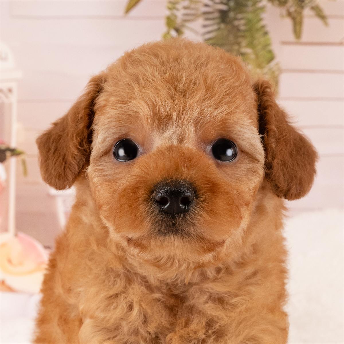 トイ・プードル | 女の子 | レッド | 2026年4月3日(ID:dog-40001010)