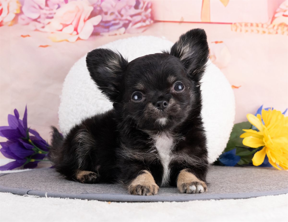 チワワ(ロング) | 男の子 | ブラックタン＆ホワイト | 2026年1月8日（ID:dog-4000743）