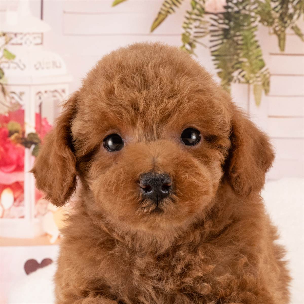 トイ・プードル | 女の子 | レッド | 2026年3月17日（ID:dog-4000961）