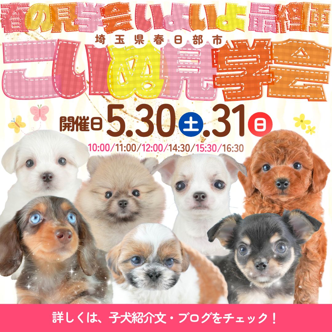 🎏5/30・31見学会✨📍埼玉県春日部市：50頭以上の子犬が集まる特別な2日間🐶