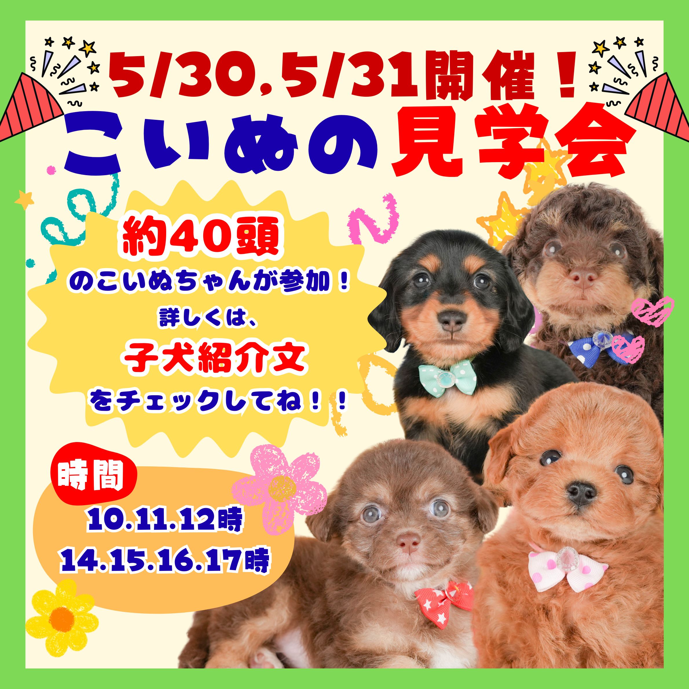 🐶🌷【5/30(土)、5/31(日)開催！】40頭が参加するこいぬの見学会🐶