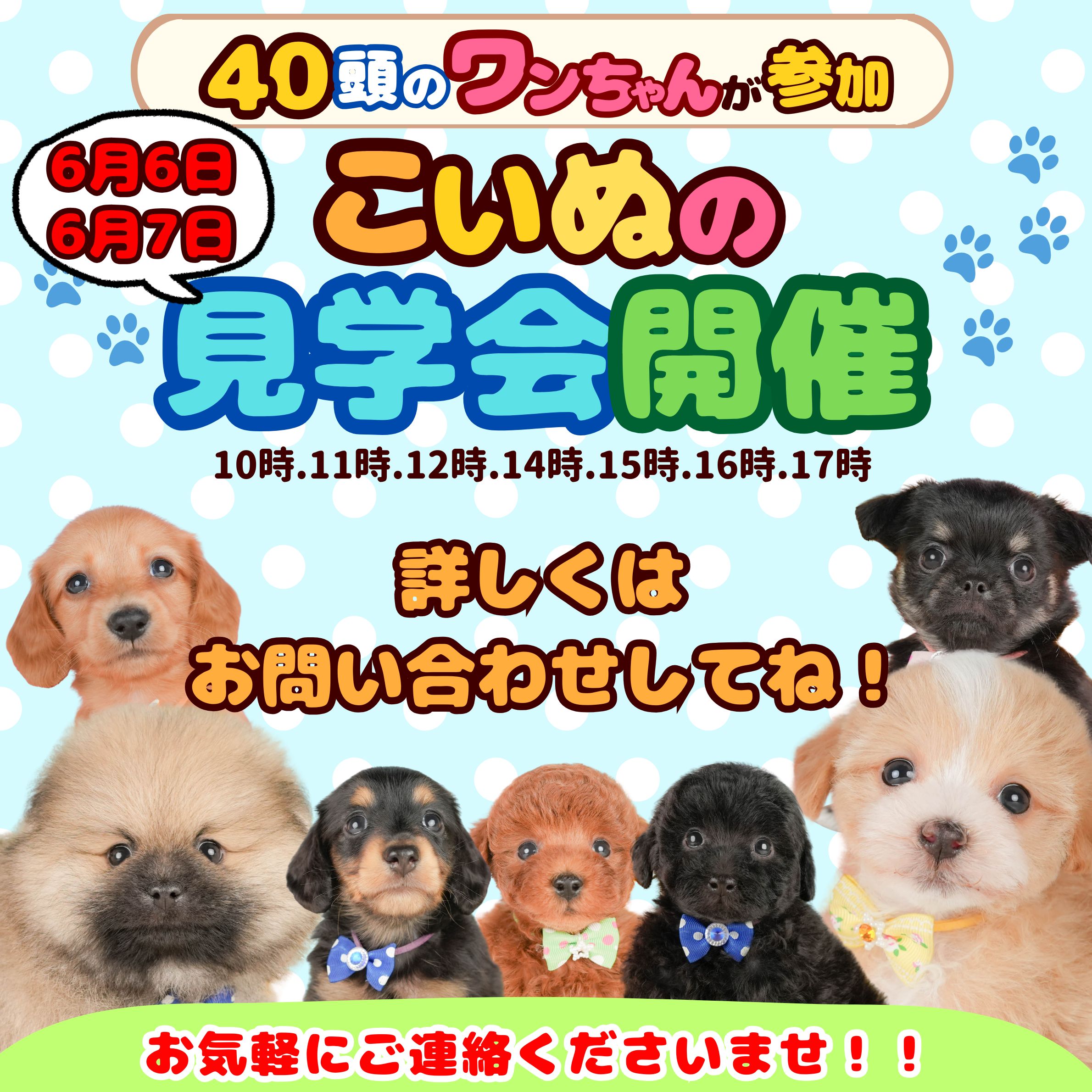 🎉週末だけのイベント🎉【6/6.6/7開催！】こいぬの見学会🐕💗