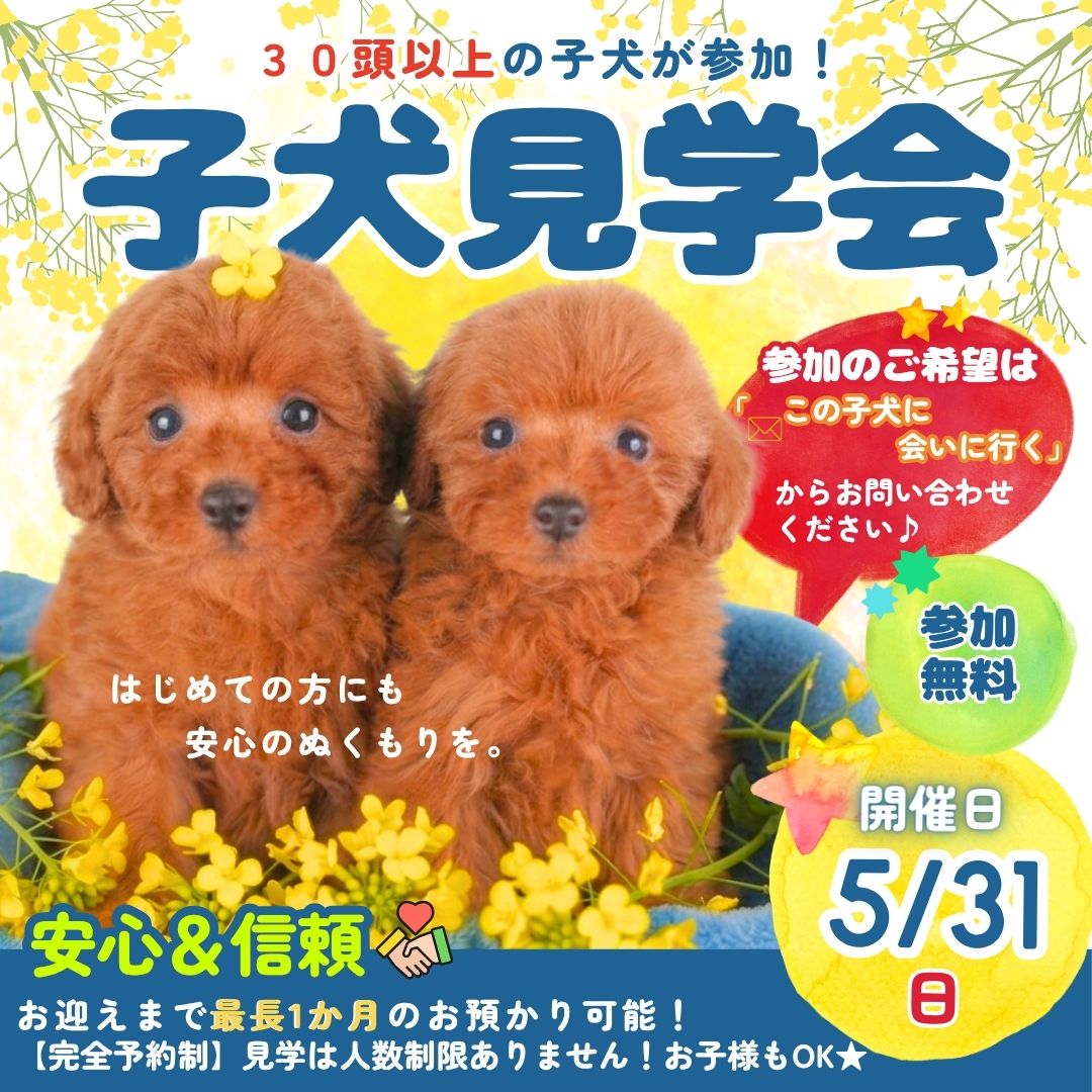 5月31日(日)限定🐶石橋ブリーダー子犬見学会開催✨