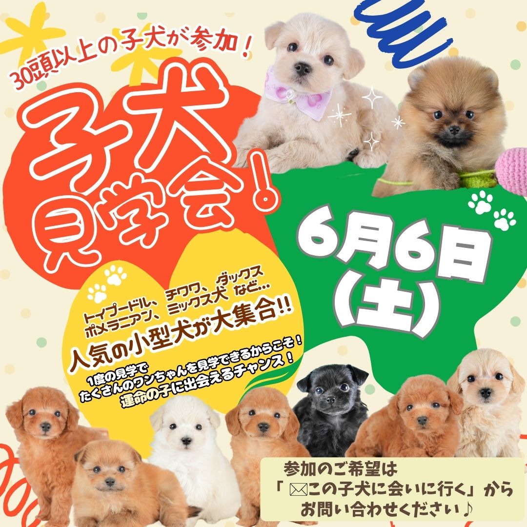 🎉6月6日(土)限定✨子犬見学会開催のお知らせ🐶💕