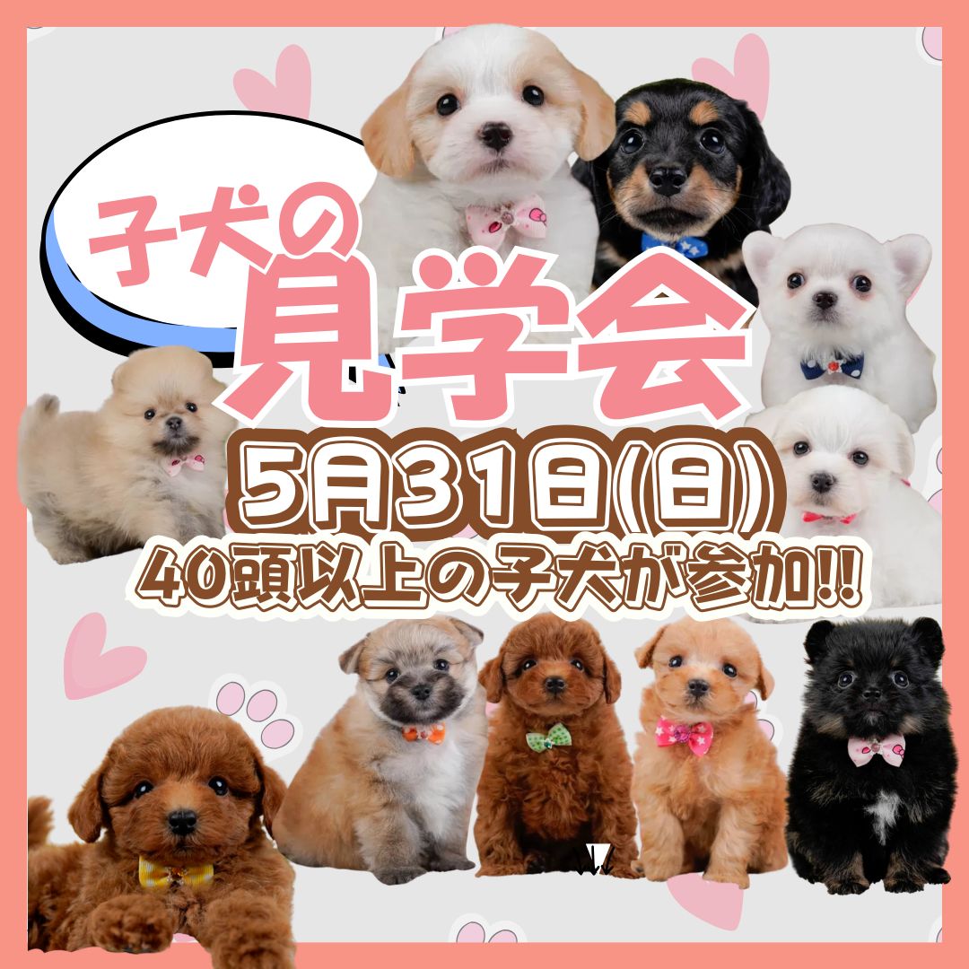 🐶🎀5/31（日）子犬の見学会開催🎀🐶