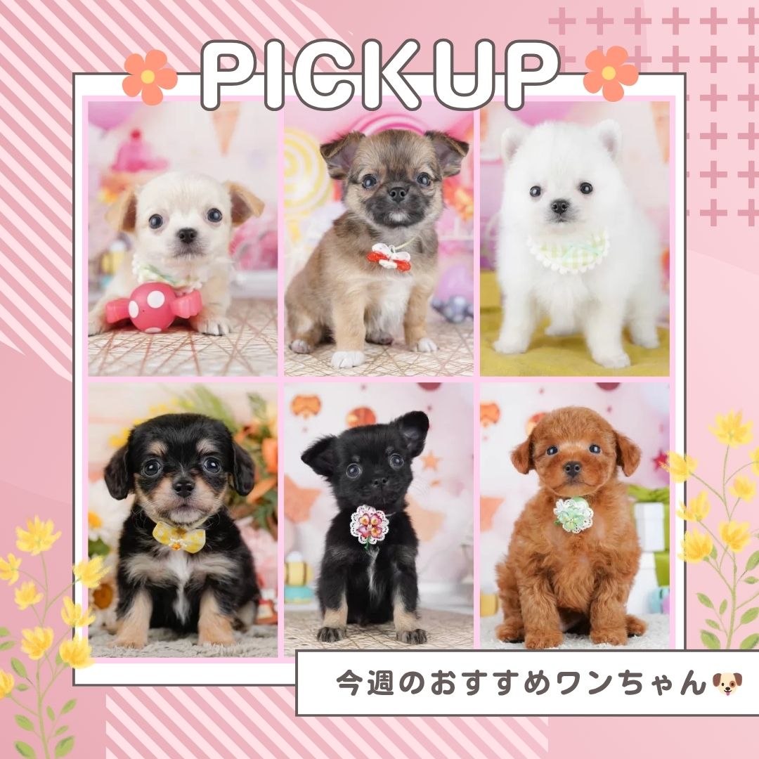 🐶6/6(土)-6/7(日)開催🌟運命の出会いを✨
