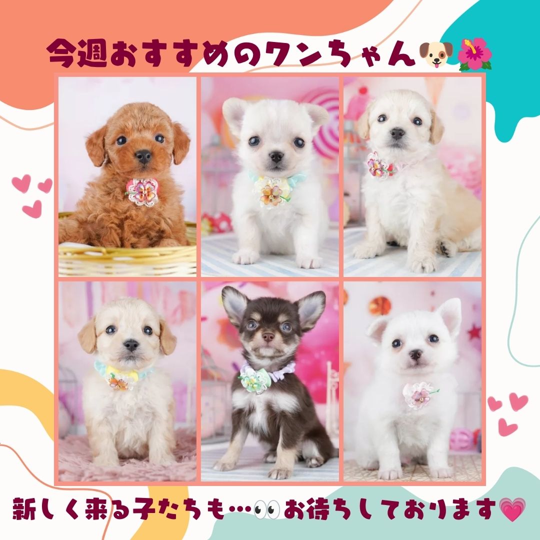 📖6/13(土)-6/14(日)開催✨相談会🐶🏡