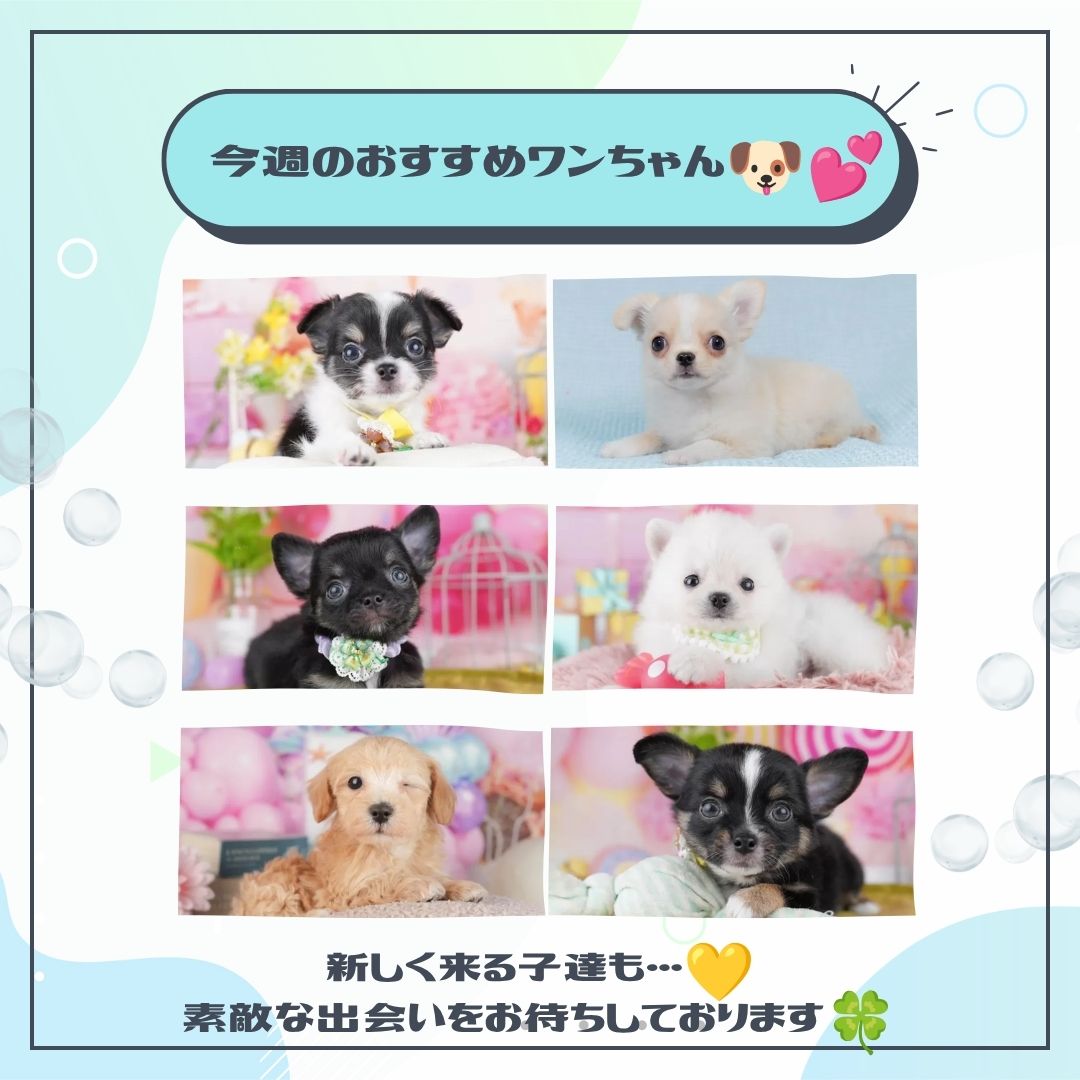 🎉6/22～大好評につき延長決定‼🐶💕🎁6月限定特典…⁉✨