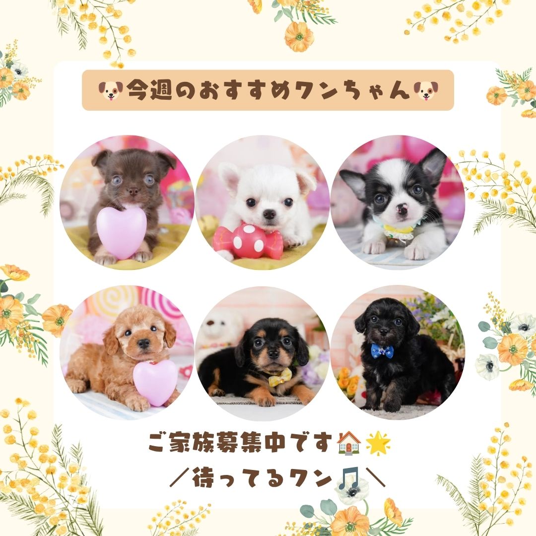 🎋7/1-期間限定お迎え割引あり…⁉🎁7/4-5見学会開催🐶✨