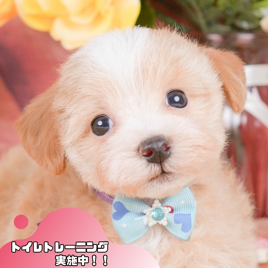 マルプー | 男の子 | クリーム | 2026年4月12日(ID:dog-10007890)