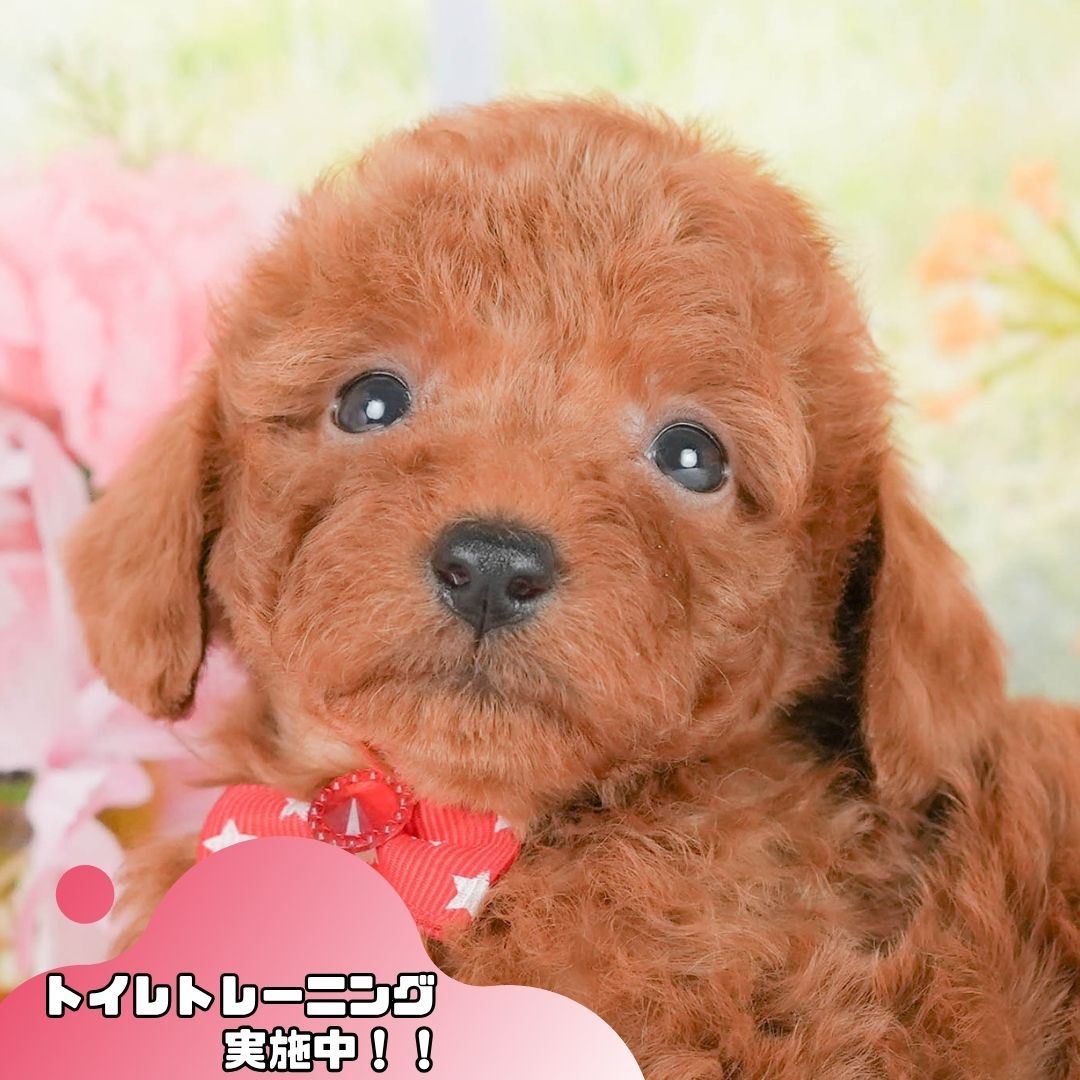 トイ・プードル | 女の子 | レッド | 2026年4月13日(ID:dog-10007894)