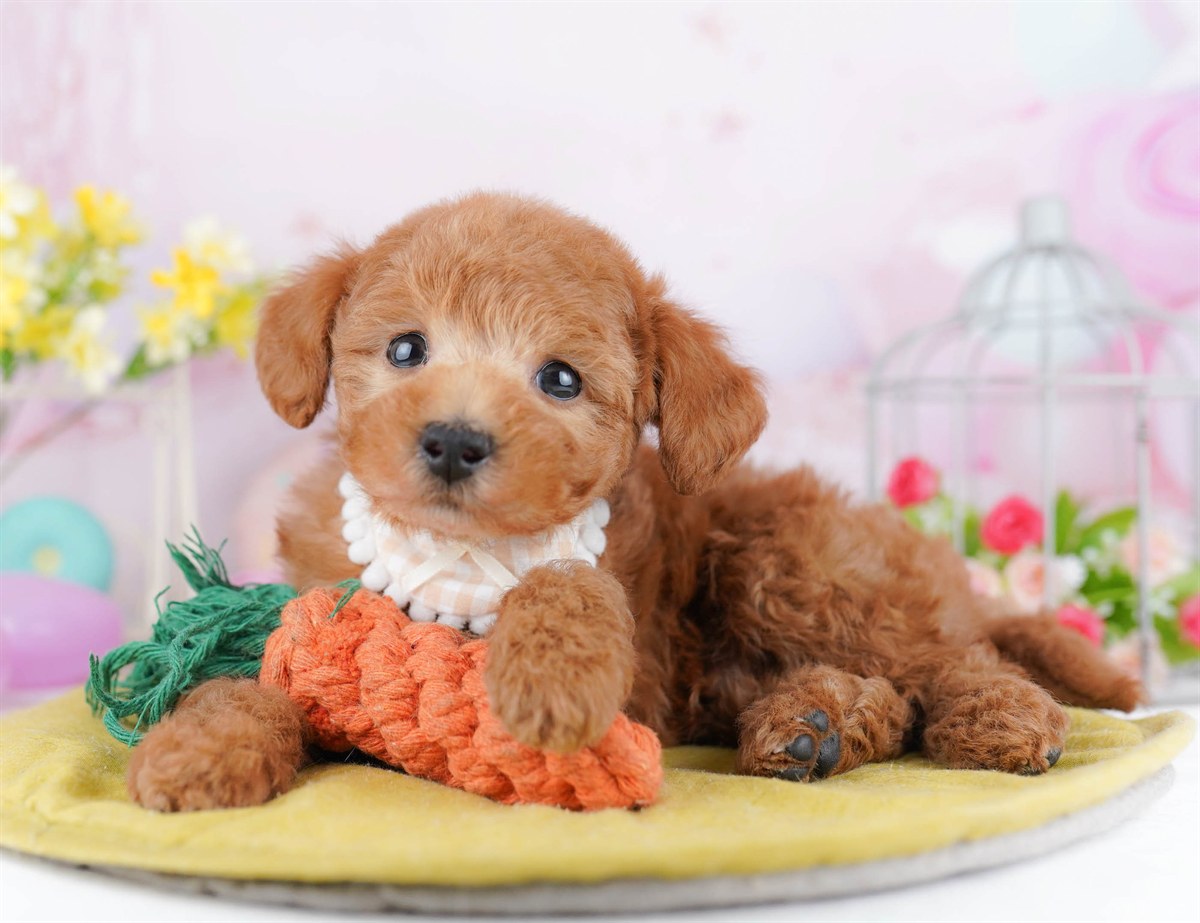#REF! | 男の子 | レッド | 2026年4月18日(ID:dog-10007913)