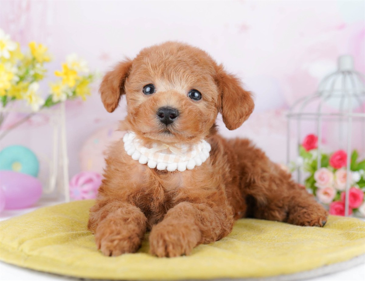 #REF! | 男の子 | レッド | 2026年4月18日(ID:dog-10007913)