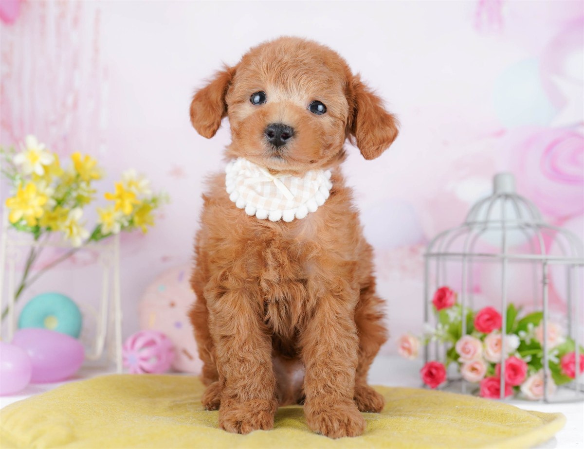 #REF! | 男の子 | レッド | 2026年4月18日(ID:dog-10007913)