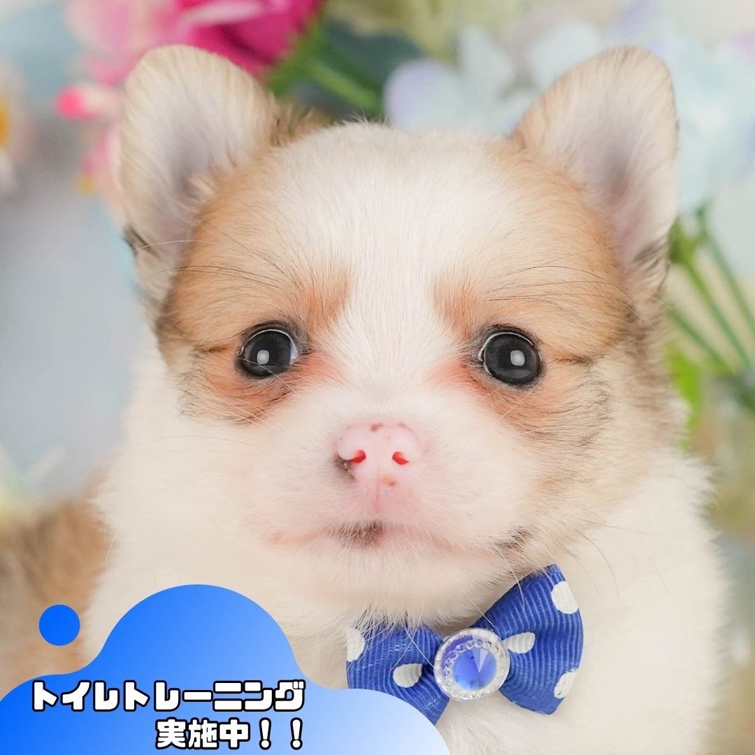 チワポメ | 男の子 | フォーン&ホワイト | 2026年4月20日(ID:dog-10007920)