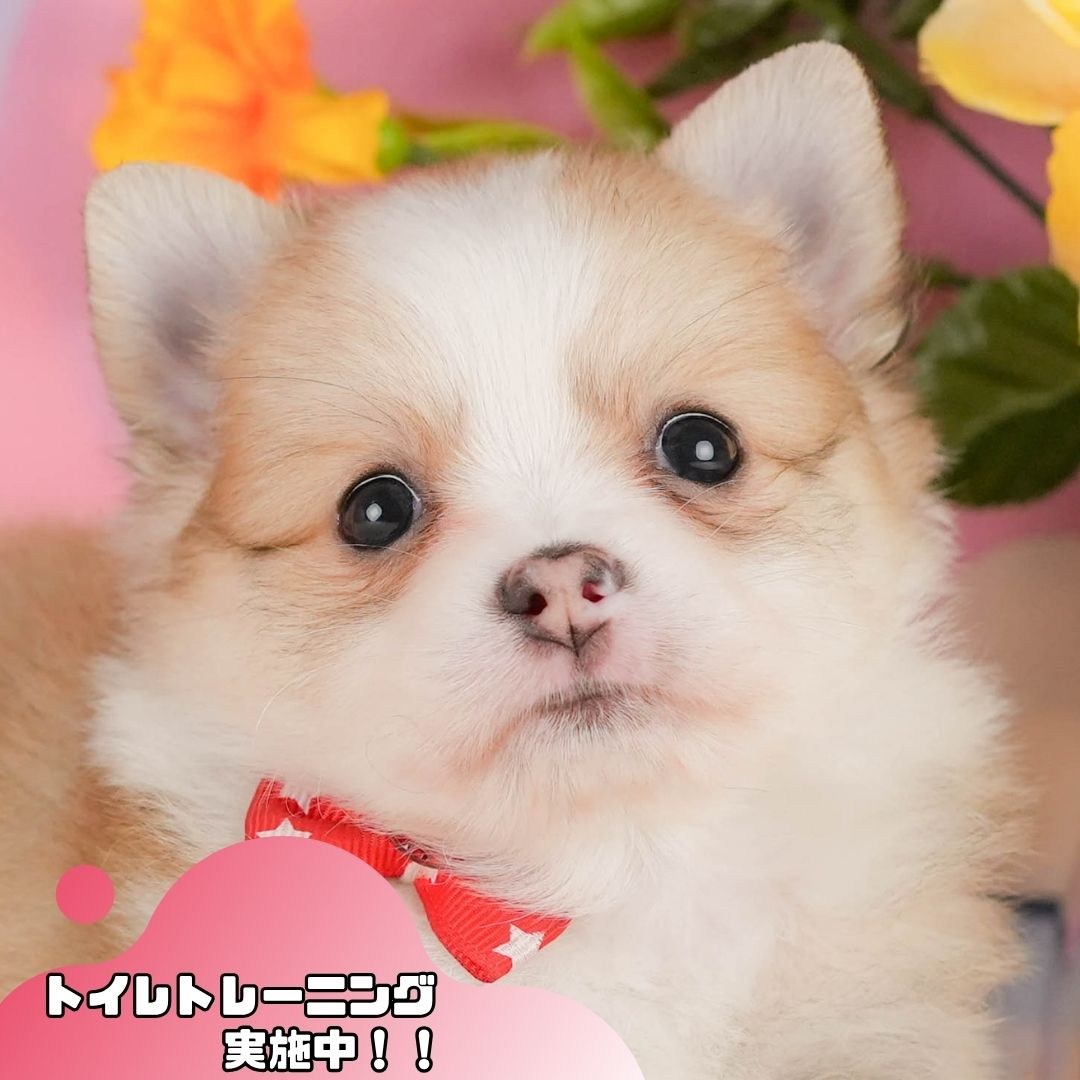 チワポメ | 女の子 | フォーン&ホワイト | 2026年4月20日(ID:dog-10007921)