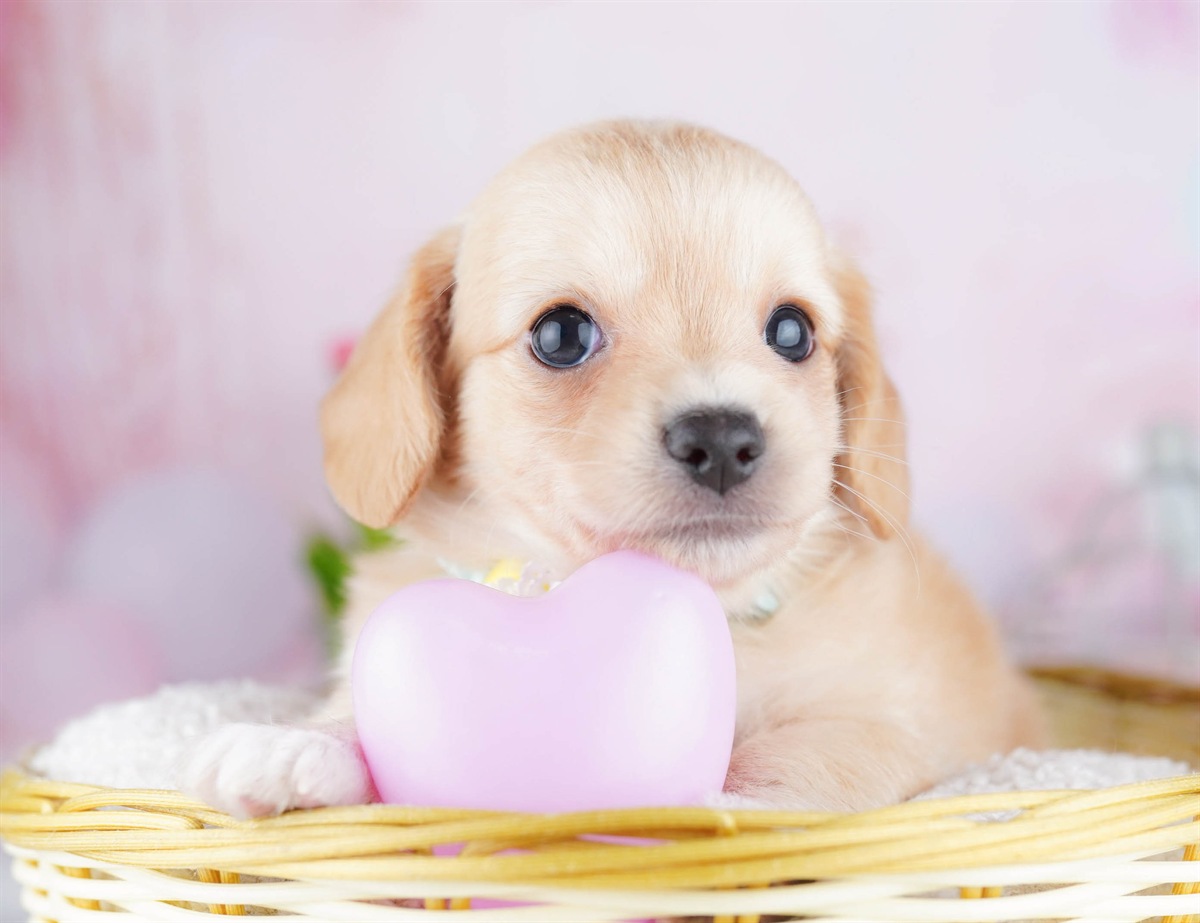 チワックス | 女の子 | クリーム | 2026年5月1日（ID:dog-10007963）