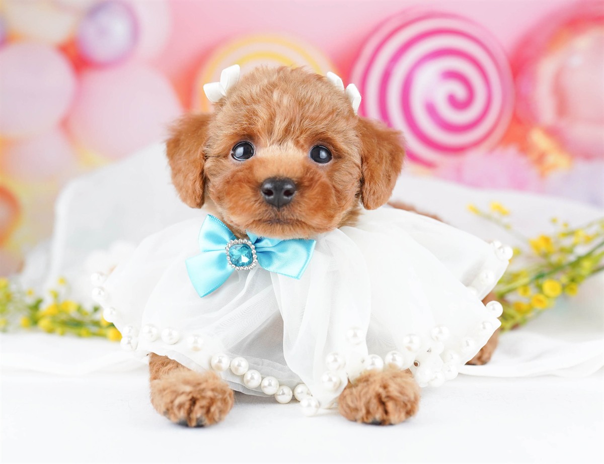トイ・プードル【男の子 レッド 2026-05-02 タンポポファーム（ID:dog