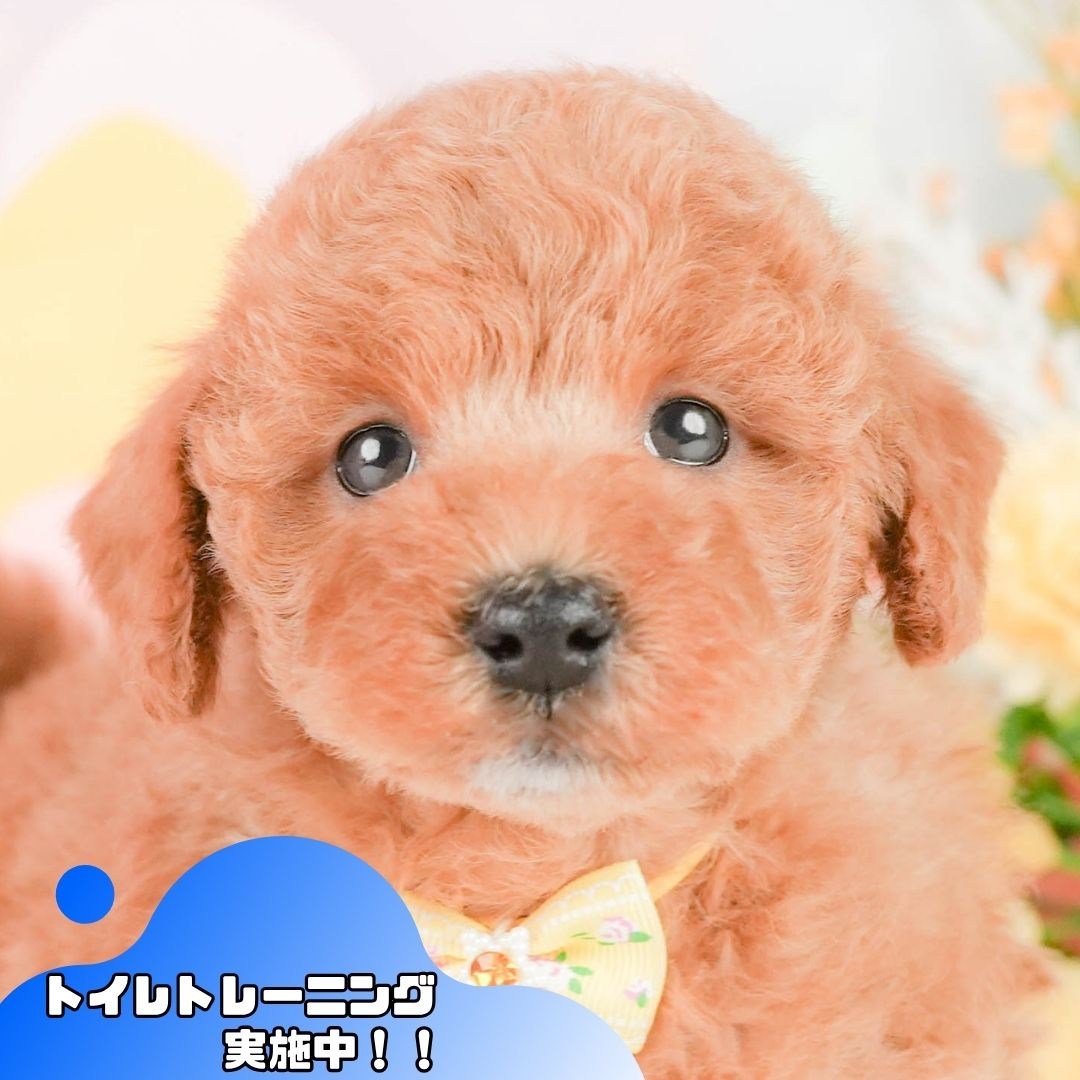 トイ・プードル | 女の子 | レッド | 2026年5月3日（ID:dog-10007971）