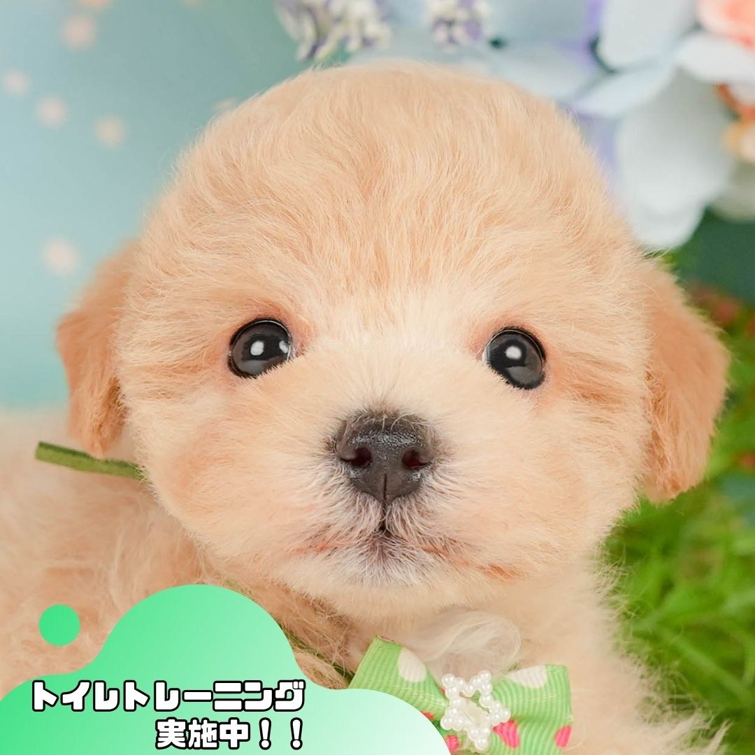 マルプー | 男の子 | クリーム | 2026年5月3日（ID:dog-10007976）