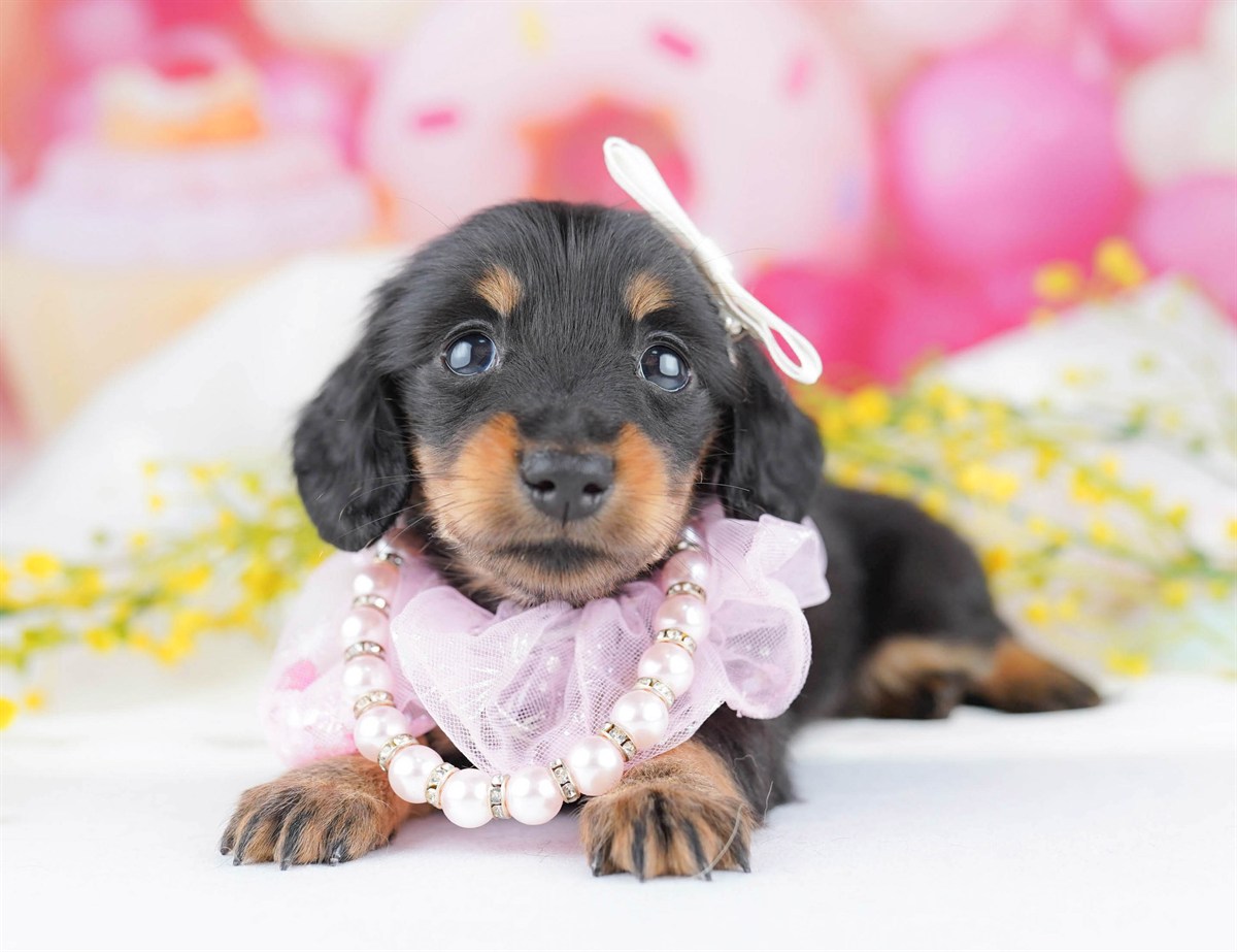 カニンヘン・ダックスフンド(ロング)| 子犬販売ならブリーダー直販の