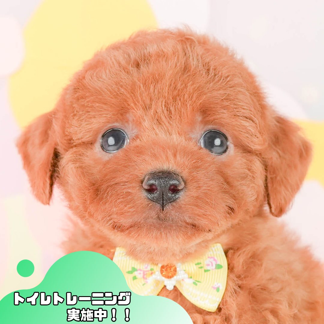 トイ・プードル | 女の子 | レッド | 2026年2月24日（ID:dog-200015698）