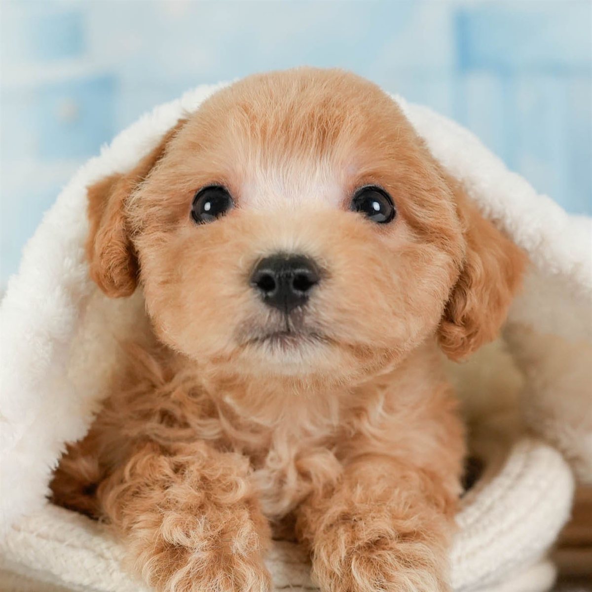 マルプー | 男の子 | アプリコット | 2026年5月1日（ID:dog-200016571）