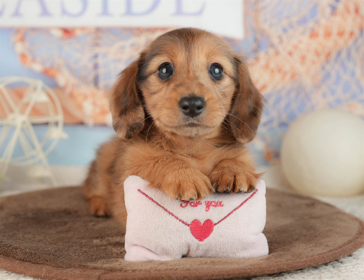 ミニチュア・ダックスフンド(ロング)| 子犬販売ならブリーダー直販の