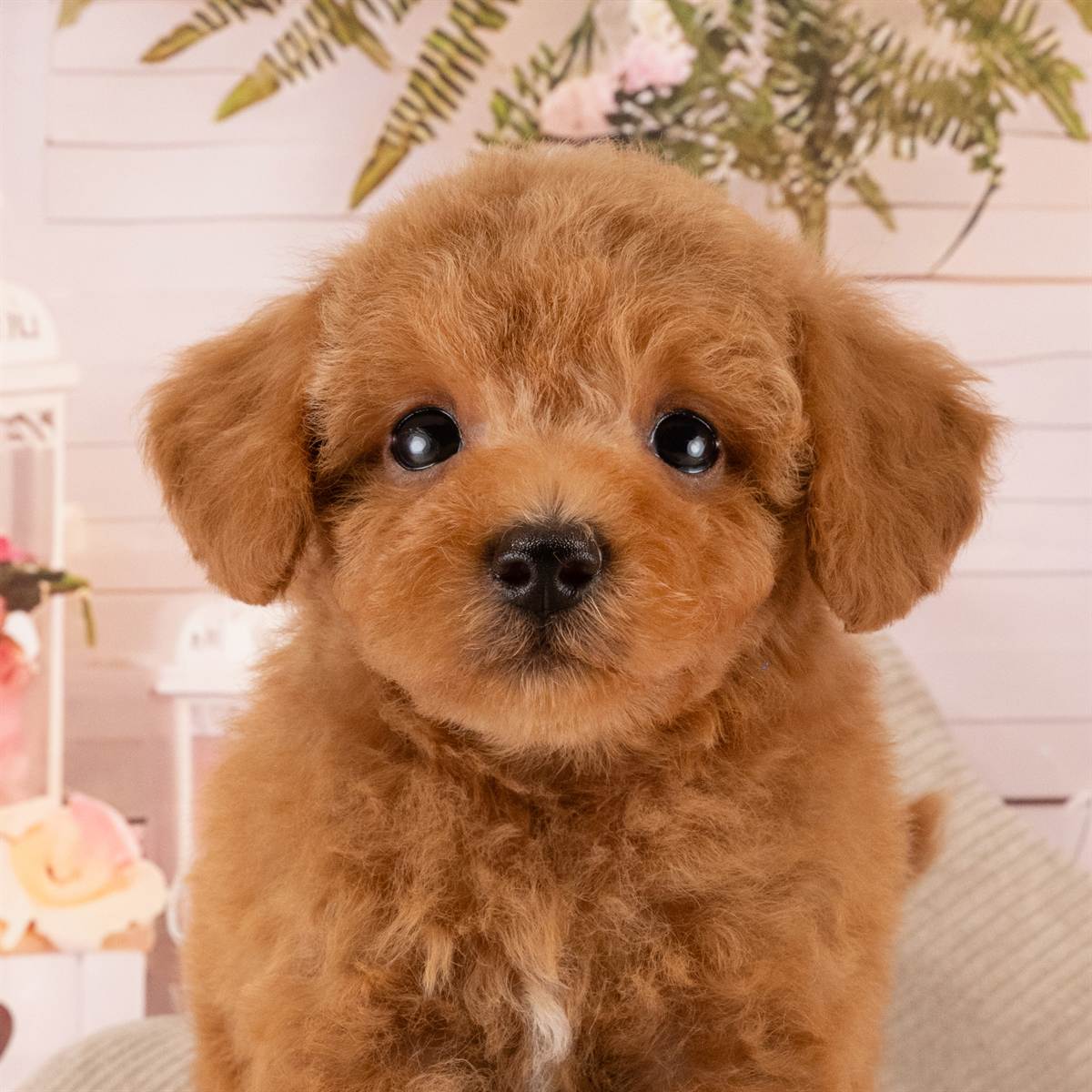 トイ・プードル | 男の子 | レッド | 2026年4月5日(ID:dog-40001027)