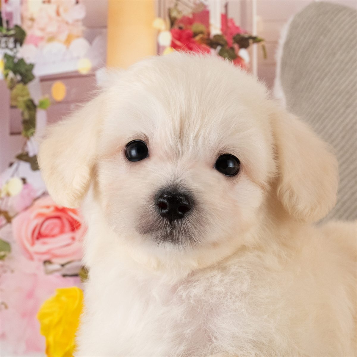 マルプー | 男の子 | アプリコット | 2026年4月8日（ID:dog-40001044）