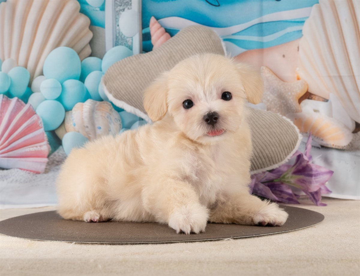 マルプー | 男の子 | アプリコット | 2026年4月8日（ID:dog-40001045）