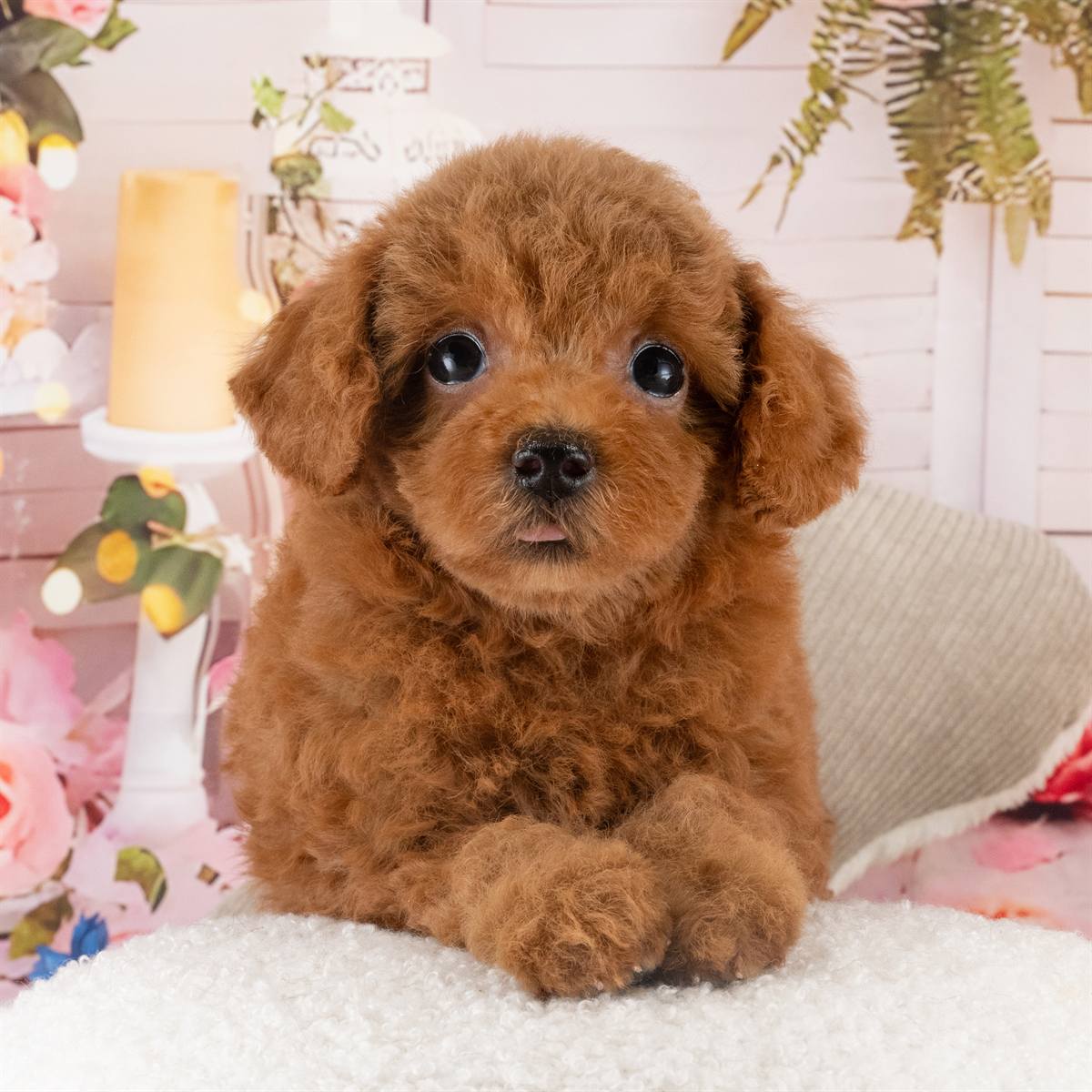トイ・プードル | 女の子 | レッド | 2026年4月19日（ID:dog-40001074）