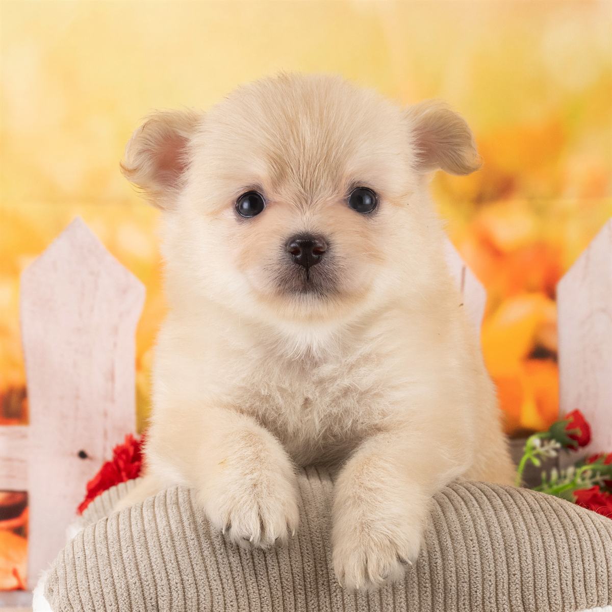 チワポメ | 女の子 | クリーム | 2026年4月20日（ID:dog-40001077）