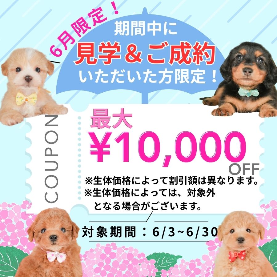 6/20．6/21開催🌷たくさんのこいぬを見学できる見学会🐶✨