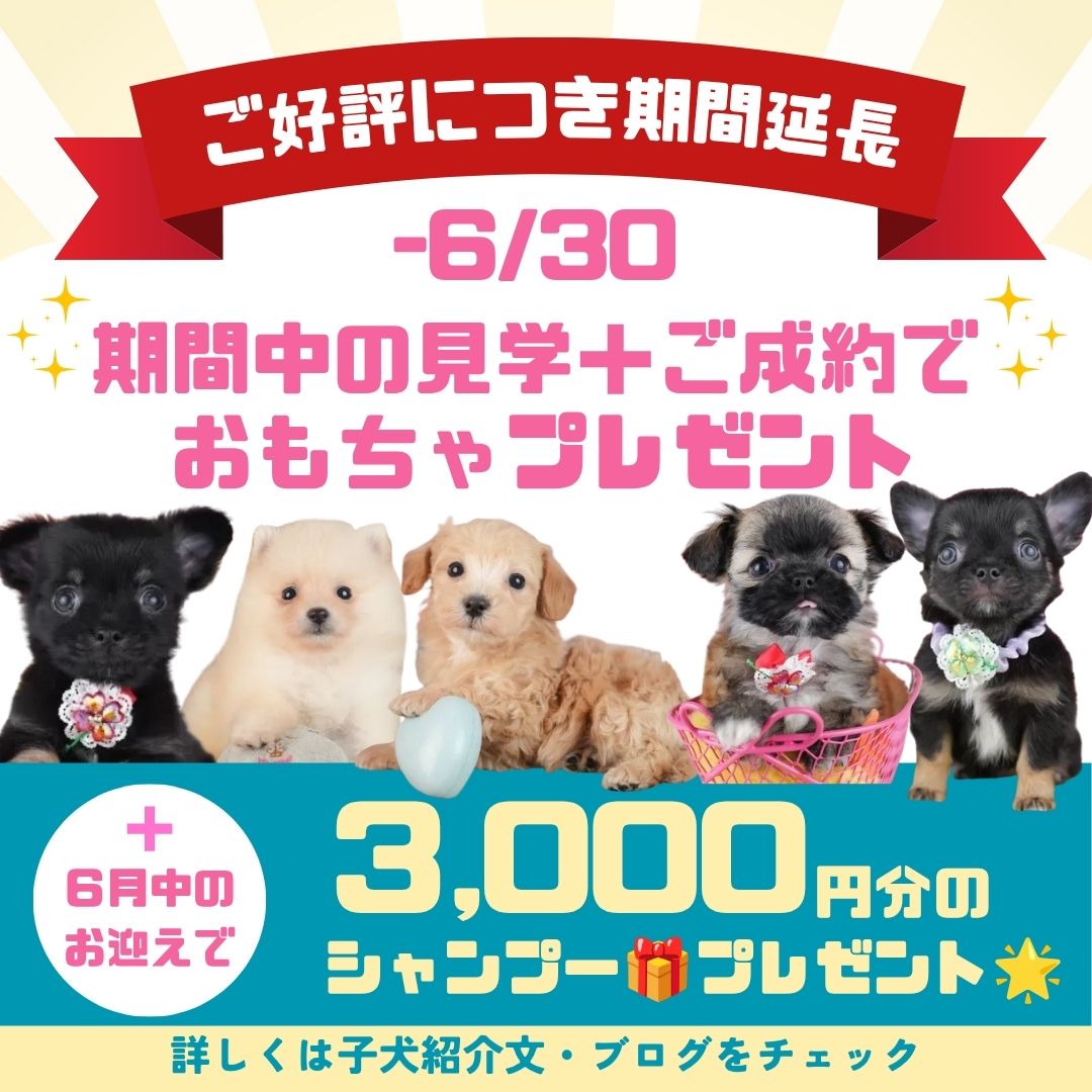 🎉6/22～大好評につき延長決定‼🐶💕🎁6月限定特典…⁉✨