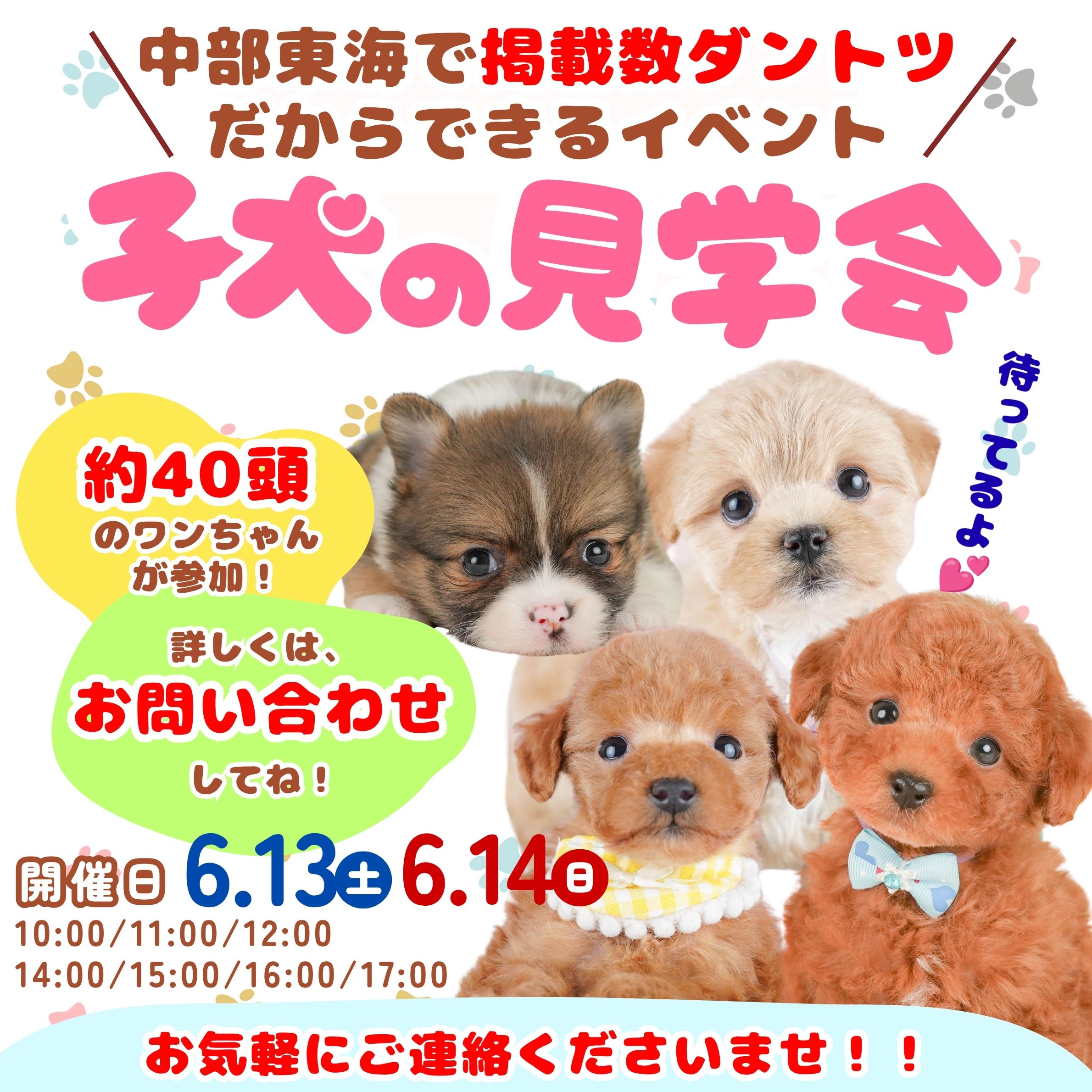 🐕🐾【週末限定開催！！】 6月13日(土)、6月14日(日）は こいぬの見学会🐶💕