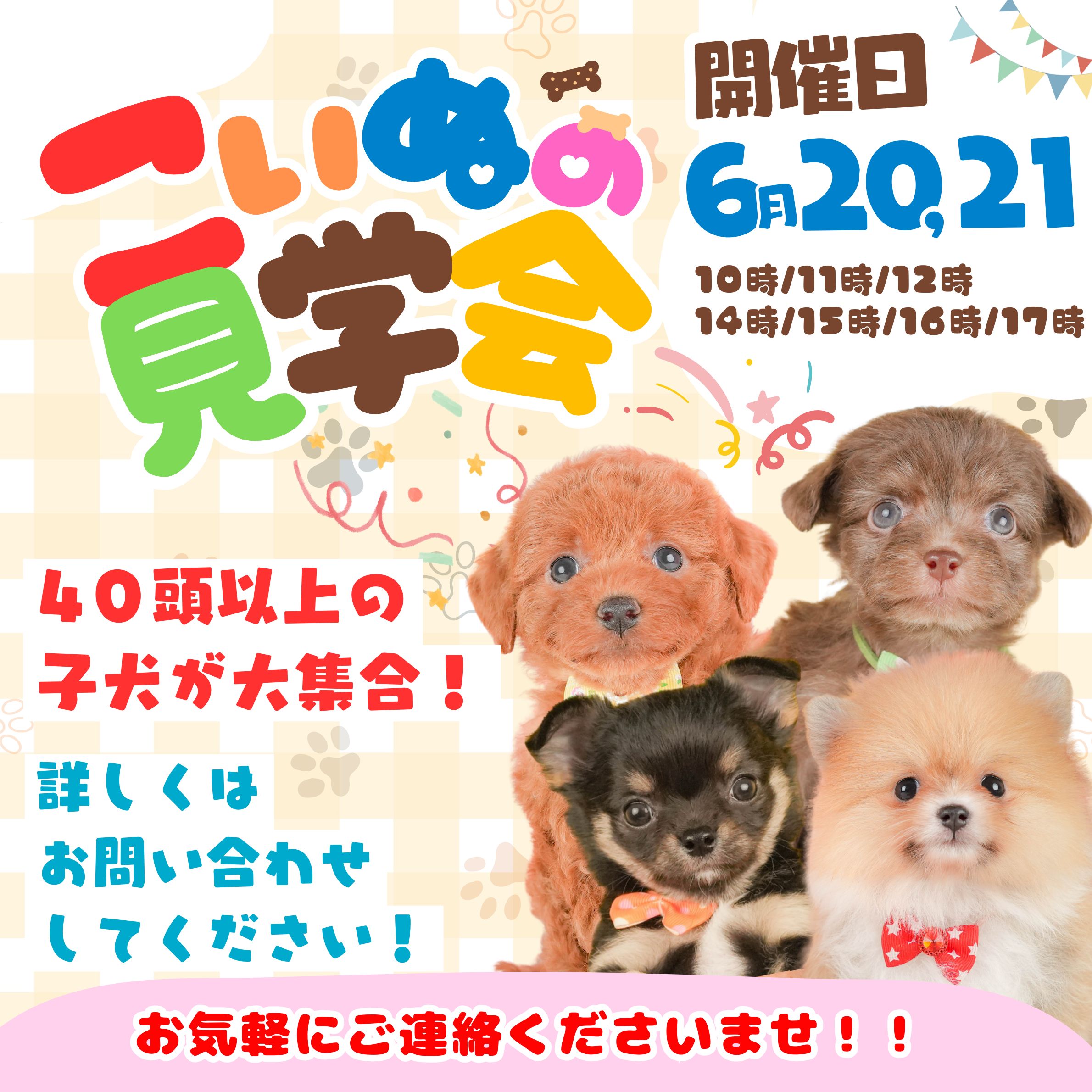 6/20．6/21開催🌷たくさんのこいぬを見学できる見学会🐶✨