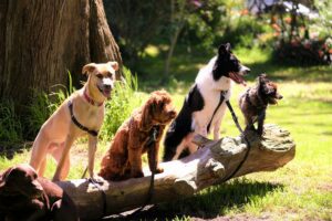 犬の値段はいくら？人気犬種の相場一覧と価格の決まり方を徹底解説！